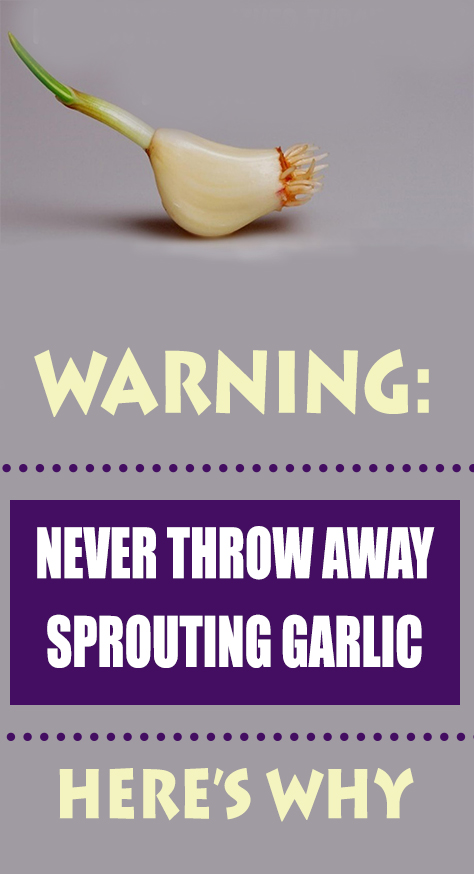 This garlic is very rich in antioxidants, such as allyl disulfide, allicin and alliin. The survey was conducted by the Institute for Medical Research and to show that matured and sprouting garlic is the perfect choice for treatment.