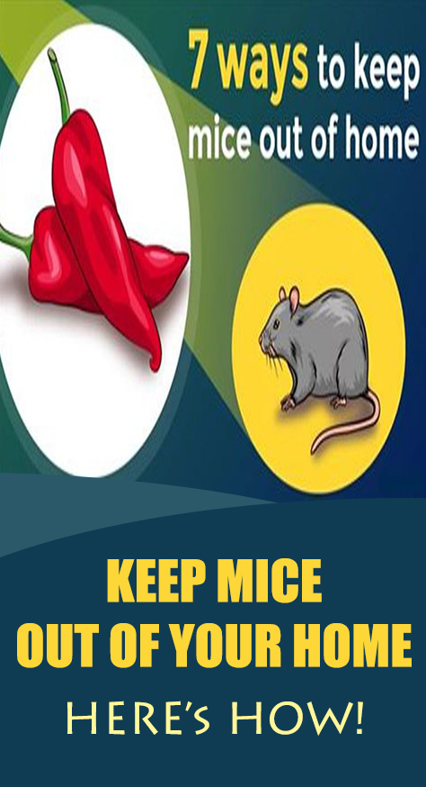 Even though mice are unhygienic to have in your home, unlike rats, they are not a threat to your overall health.