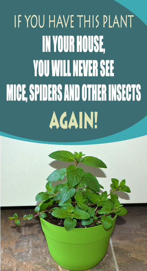 This article is going to present you a fantastic natural repellent of insects. It is 100 free of the toxins that insecticides in TV/radio commercials usually contain and almost always end up affecting our health. This repellent will also make your home smell refreshing.